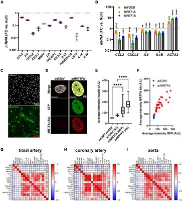 Cell Type Dependent Suppression of Inflammatory Mediators by Myocardin Related Transcription Factors